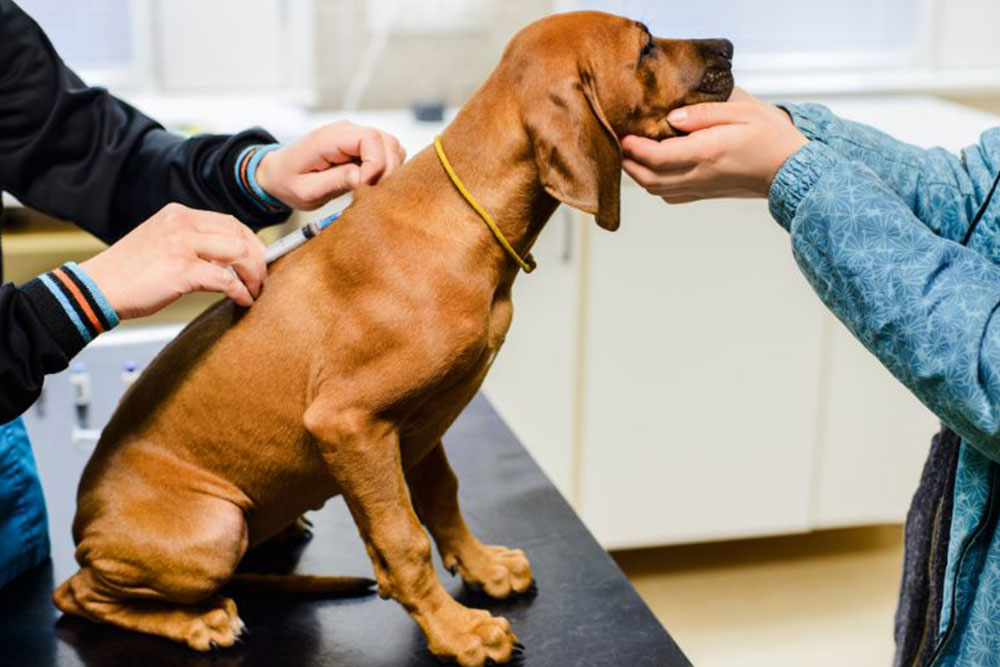 What Do Cancerous Lumps Look Like On Dogs