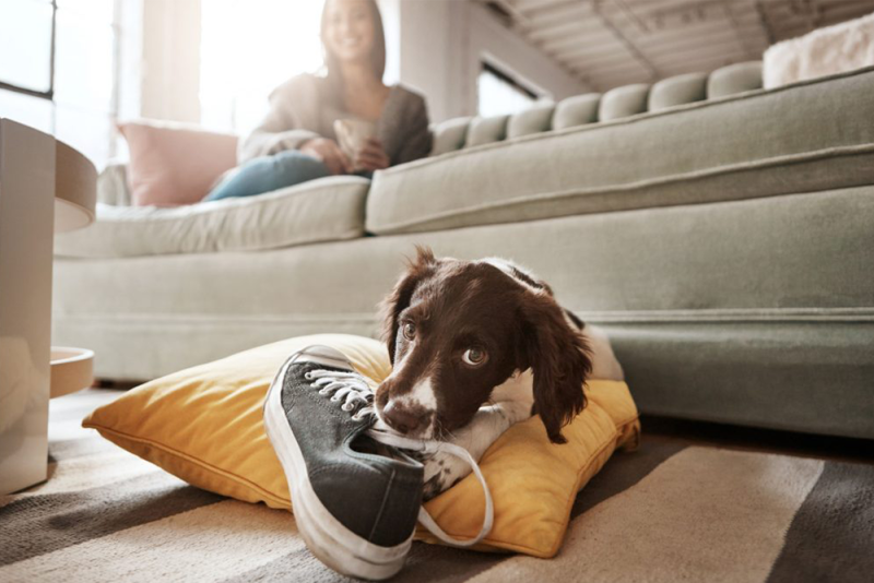 Help! My Dog Chews Everything! Town & Country Animal Hospital