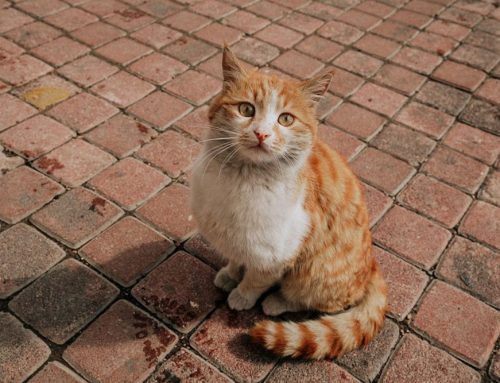 Feline Colonization: Do Feral Cats Need Help or Are They Self-Sufficient?