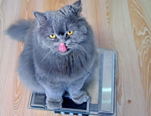 Feline Weight Loss Tips In Time for the New Year