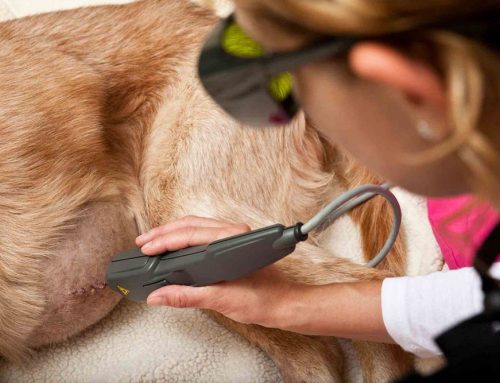 Does Veterinary Laser Therapy Work Like a Magic Wand?