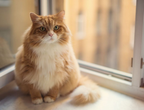 Tips on Treating and Preventing Pancreatitis in Cats