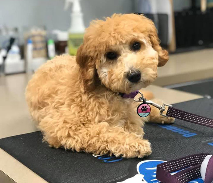 Veterinarian in Athens Vet Near You Town & Country Animal Hospital