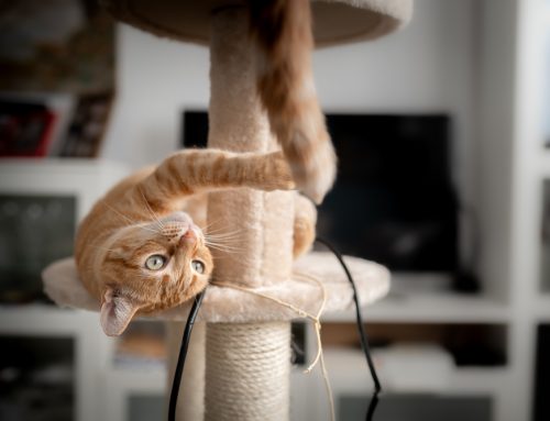 5 Rules to Successfully Raise Your Cat