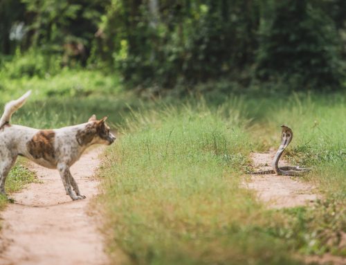 A Pet Owner’s Guide to Alabama Snake Bite Prevention