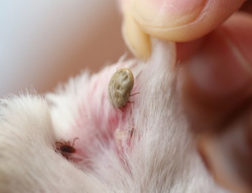 Don’t Stop Believing Your Pet Needs Year-Round Parasite Prevention