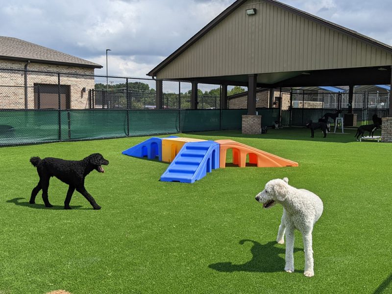 Tour vet in athens town country animal hospital