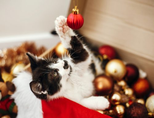 Holiday Pet Tips in Tune With Safety