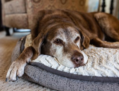 4 Tips to Assess Your Senior Pet’s Quality of Life