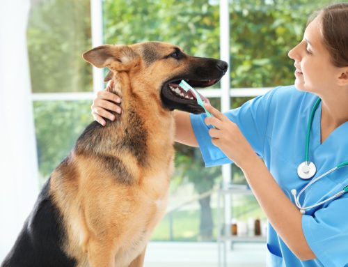 9 Facts About Pet Dental Health