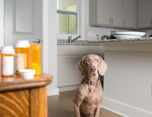 8 Common Pet Toxins Hiding in Your Home