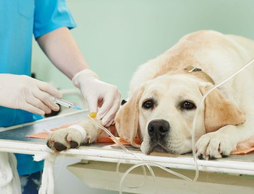 Why Detecting Chronic Kidney Disease Early is Important for Your Pet