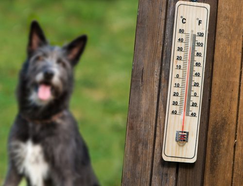 Beat the Heat: Pet Hot Weather Safety FAQS