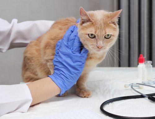 4 Signs Your Pet Needs a Vet Visit