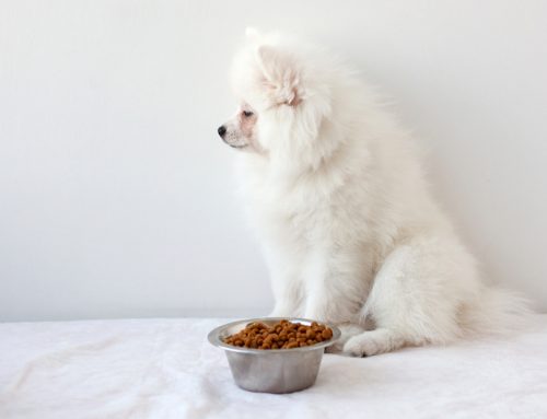 4 Common Causes of Changes in Your Pet’s Eating and Drinking Habits