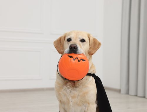 4 Halloween Pet Mishaps