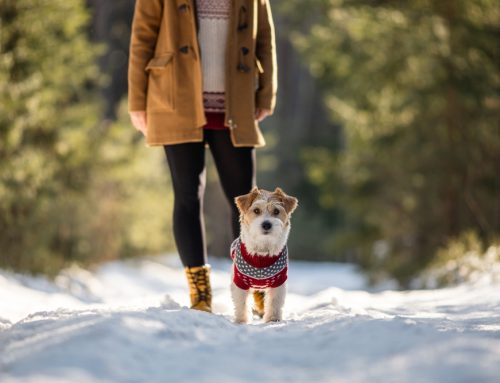 Why Pet Cold Safety Is a Good Idea