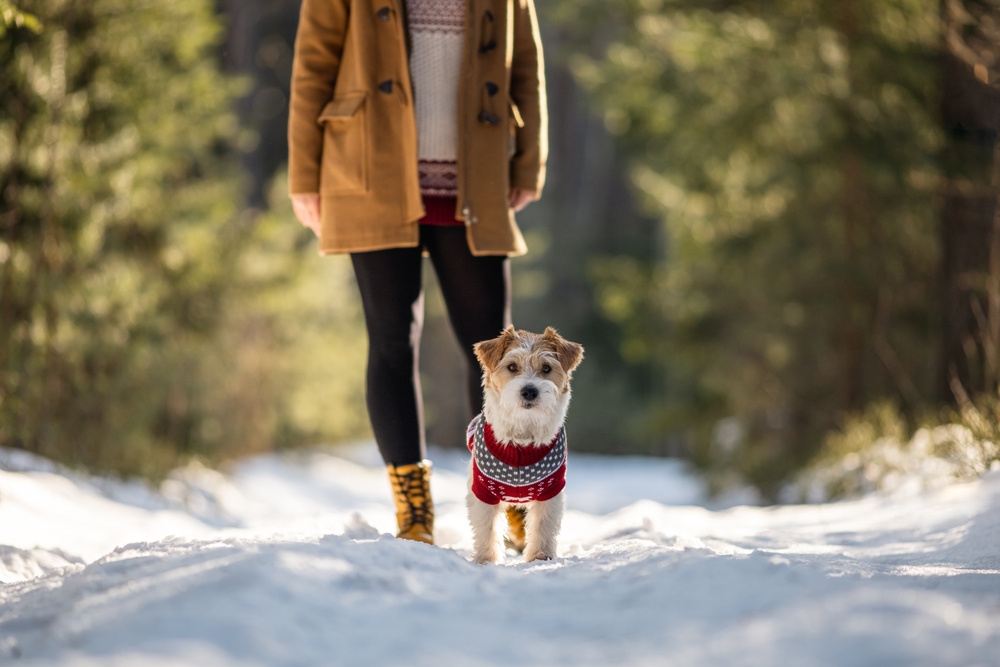 Why Pet Cold Safety Is a Good Idea