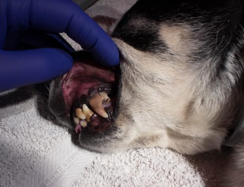 Brushing Up on Dental Health: How to Care for Your Pet’s Mouth