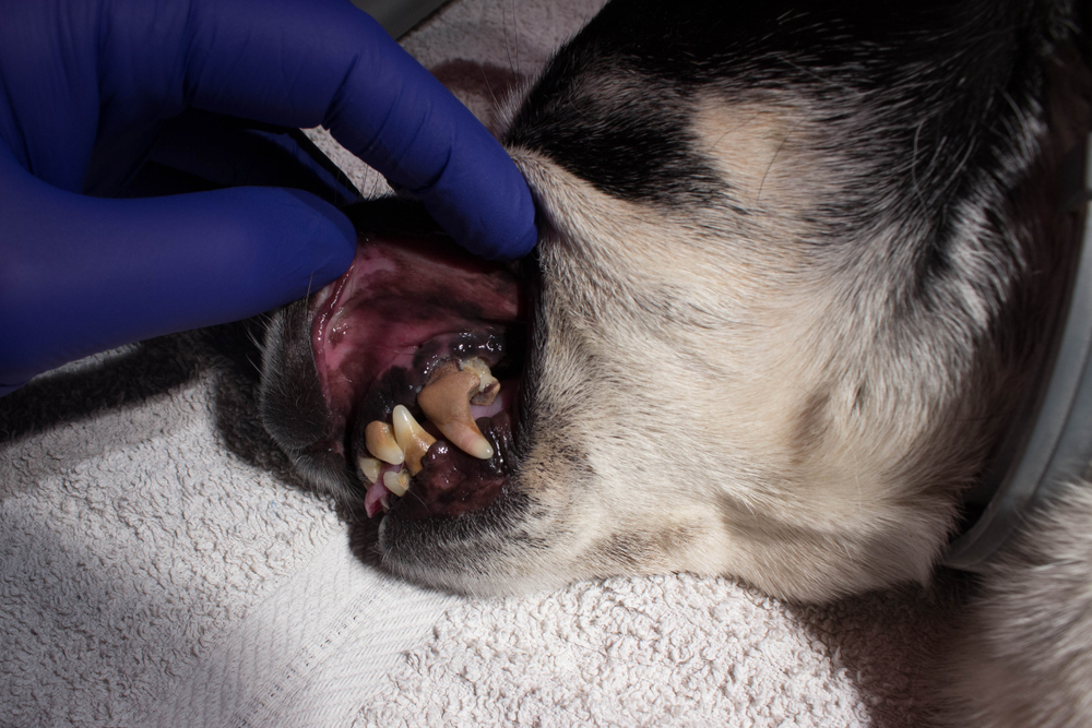 How to Care for Your Pet’s Mouth Brushing Up on Dental Health