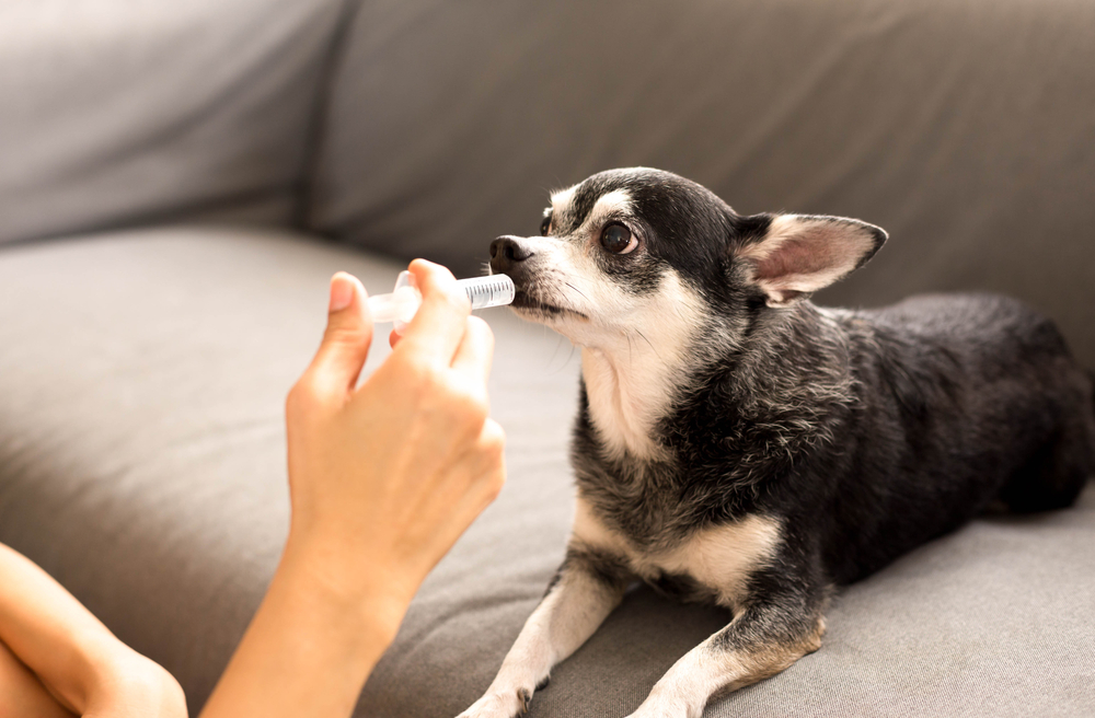 Mastering Medication A Guide for Pet Owners