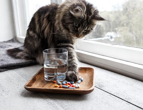 Human Medications and Pets: Frequently Asked Questions