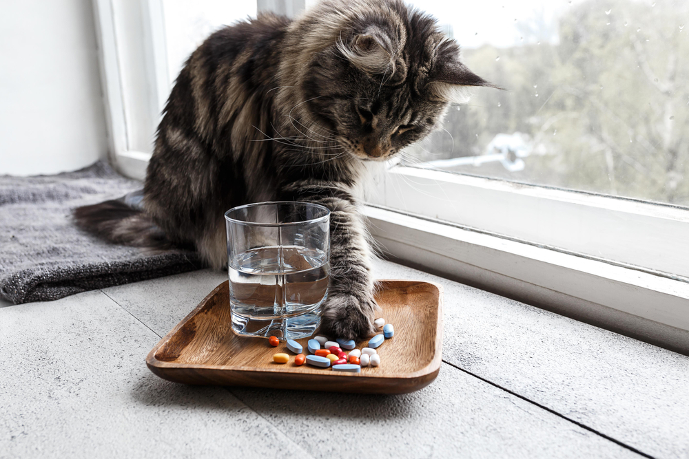 Human Medications and Pets, Frequently Asked Questions
