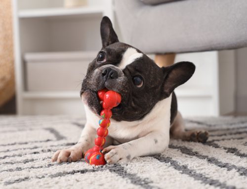 How to Care for a French Bulldog: A Complete Guide