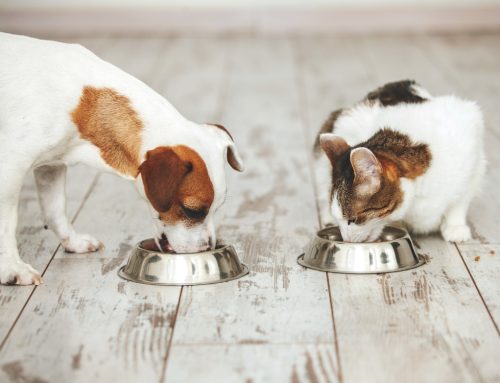 The Truth Behind Common Pet Food Myths