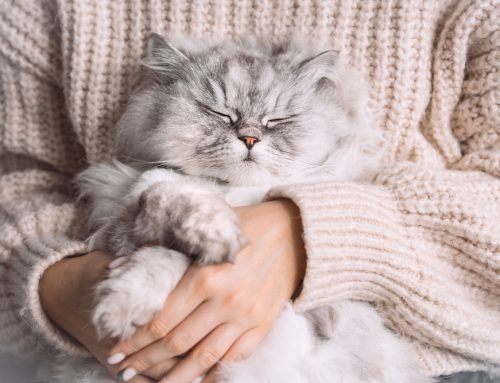 Purrfectly Happy: Your Guide to Happy Cat Month