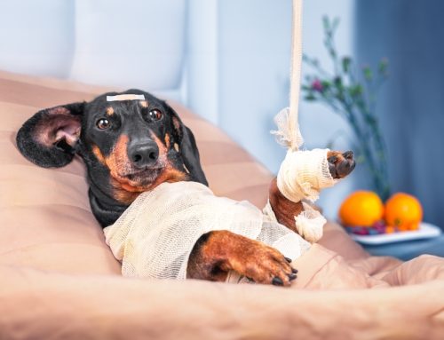 5 Tips for Preventing Pet Emergencies