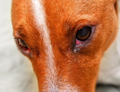 Why is My Pet’s Eye Red? A Guide for Concerned Owners