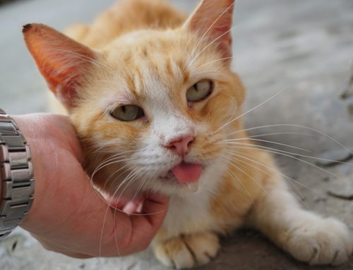 Why Is My Cat Drooling? Uncover the Clues to Your Feline’s Health