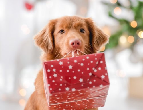 Paws and Claus: How to Keep Your Pets Safe This Holiday Season