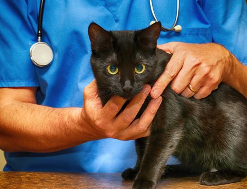 Quick Action, Better Outcomes: How to Handle Pet Injuries and When to Seek Veterinary Care