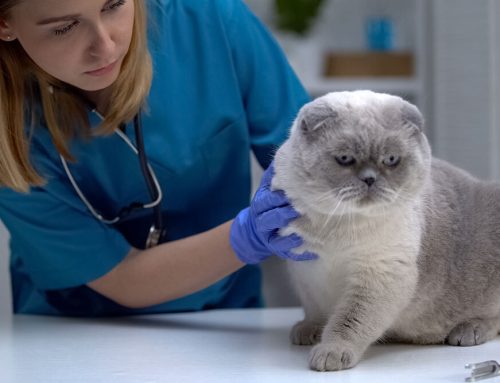 The Power of Prevention: Why Regular Wellness Exams Save Pets’ Lives