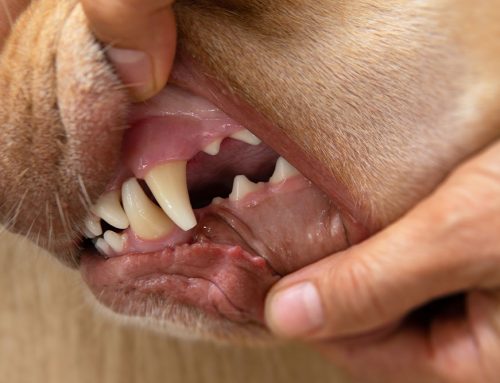 What Happens When You Skip Your Pet’s Dental Cleanings?