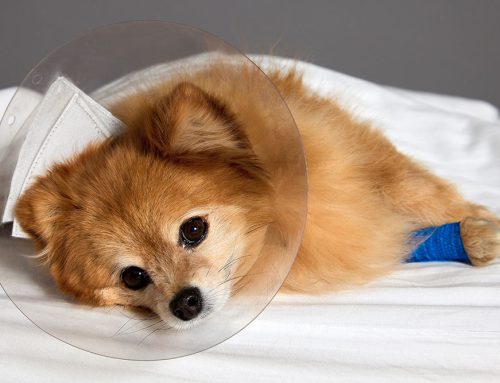 Is Your Pet Sick? Vomiting & Diarrhea: When to Rush to the Vet!