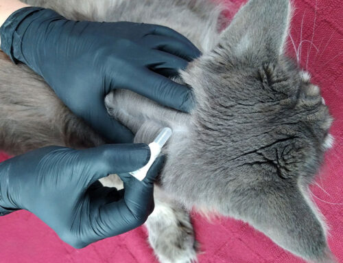 Parasites to Watch for in Pets: Prevention and Treatment