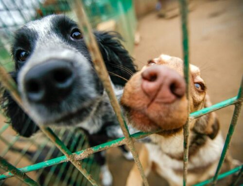 Adopt a Shelter Dog Month