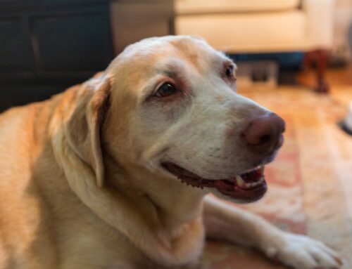 Pet Cancer Awareness Month