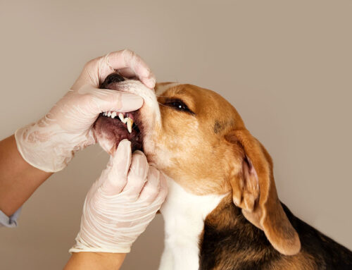 Why Non-Anesthetic Dentals Are Dangerous for Pets