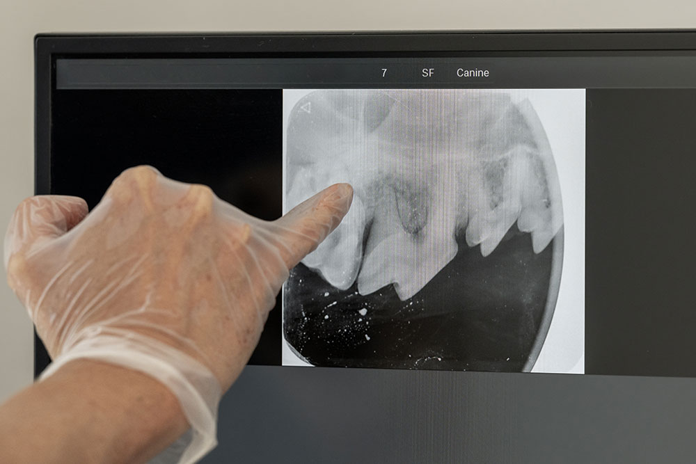 **Image title (3 words):** Canine Dental X-ray **Alt text:** A gloved hand points at a veterinary dental X-ray on a computer screen, showing a dog’s teeth and jaw structure.