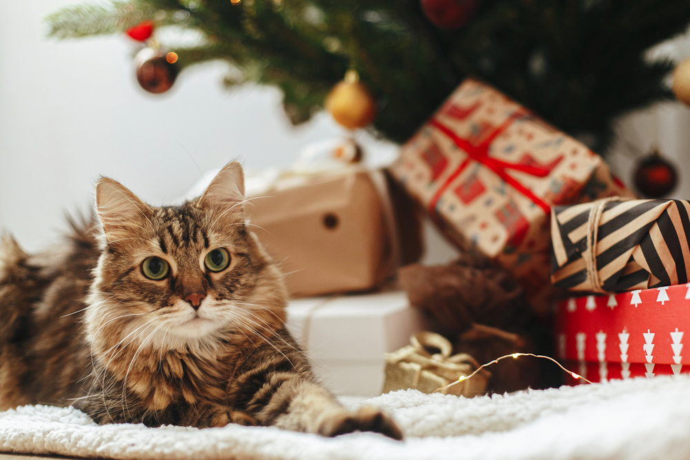Adorable tabby cat sitting inside or next to a wrapped gift — a festive image ideal for holiday gifts for pets.