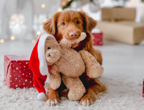 Best Holiday Gifts for Pets