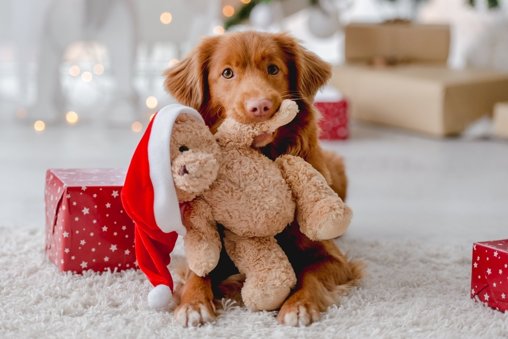 Toller retriever dog holding a gift box in its mouth during Christmas — perfect for holiday gifts for pets.