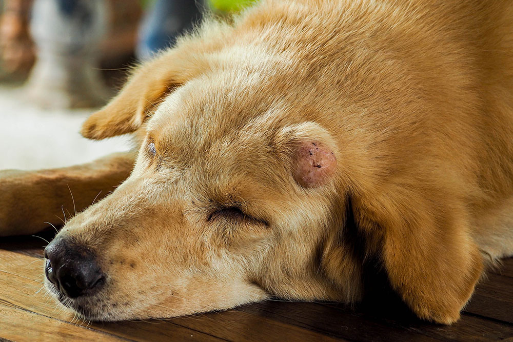 A close-up shot of a light brown dog sleeping on a wooden floor, featuring a prominent, round skin growth or cyst on its forehead near the base of its ear.