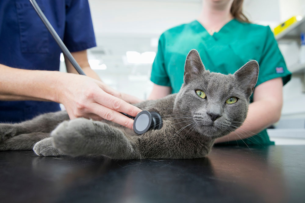 A grey cat lying on an exam table while a veterinarian uses a stethoscope to listen to its heart.