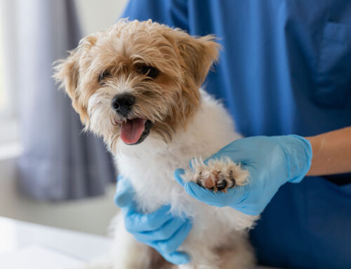 Cardiac Medications Explained: Pimobendan, Diuretics, ACE-Inhibitors