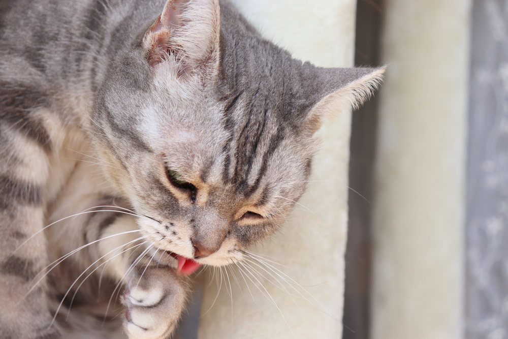 A close-up shot of a grey tabby cat licking its front paw while grooming itself.